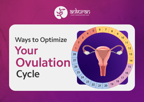 Top 10 Ways to Optimize Your Ovulation Cycle