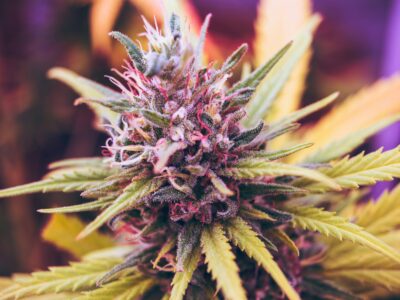 Halifax Cannabis