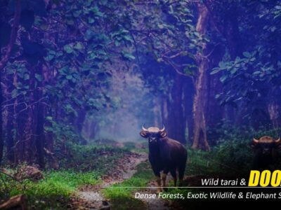 Top Places to Visit During Your Dooars Tour Package with Jeep Safari