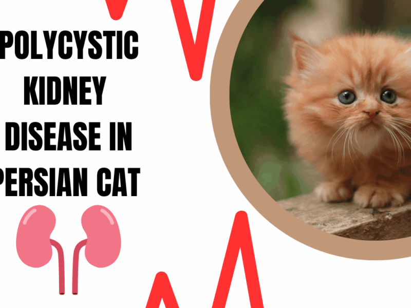 https://pursianpaws.com/pkd-in-persian-cats-what-every-owner-should-know/