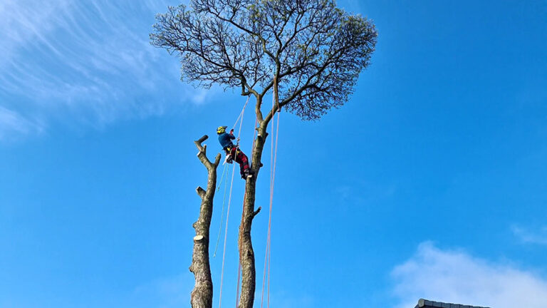 VideoCapture 20220420 155012 768x432