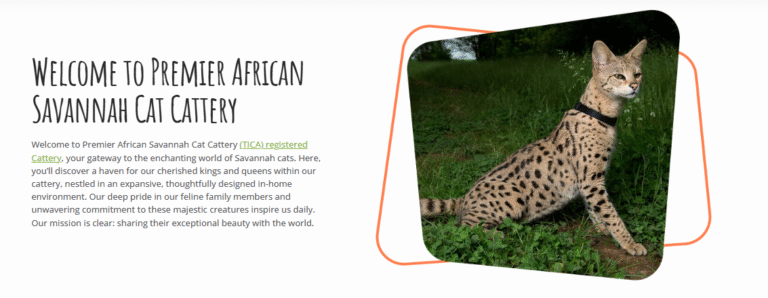 african savannah cat cattery 768x298