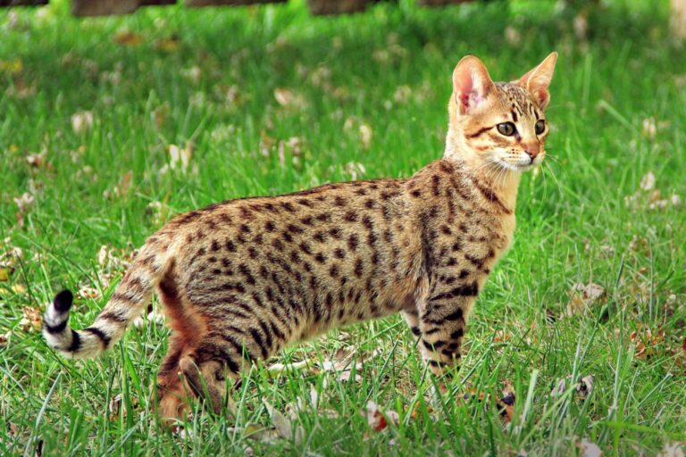 savannah cat 768x512