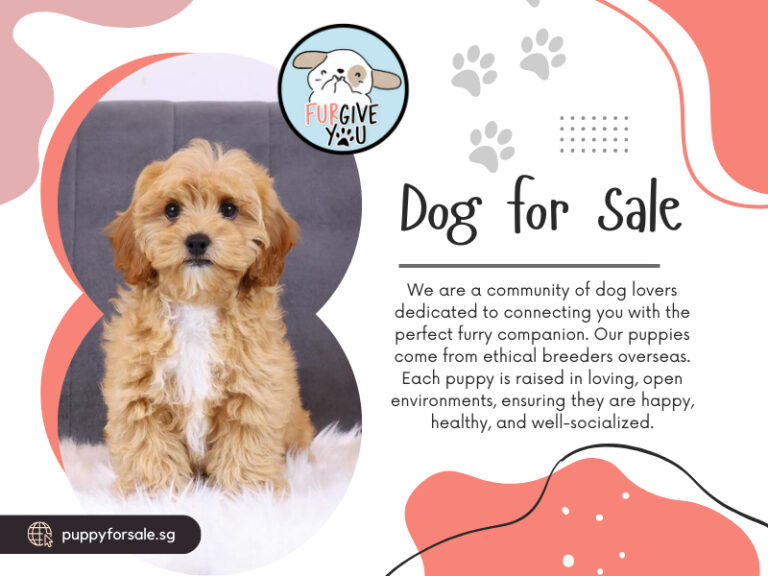 Dog for Sale 768x576