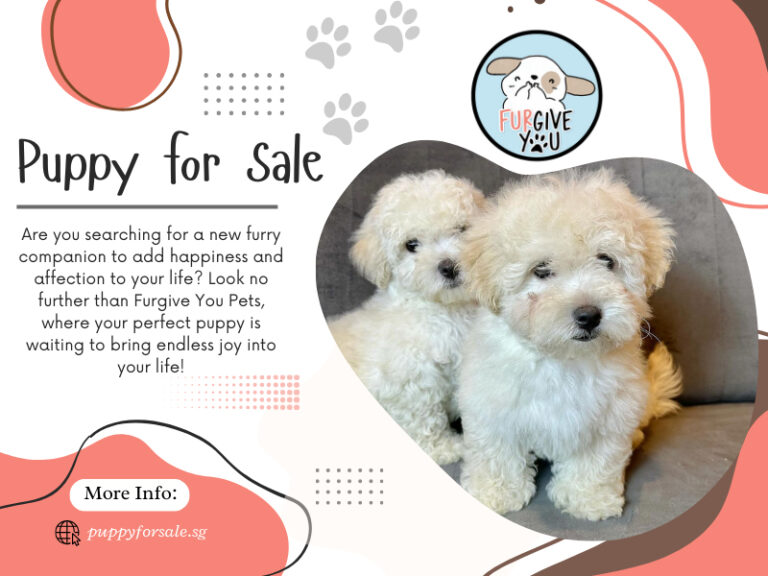 Puppy for Sale 768x576