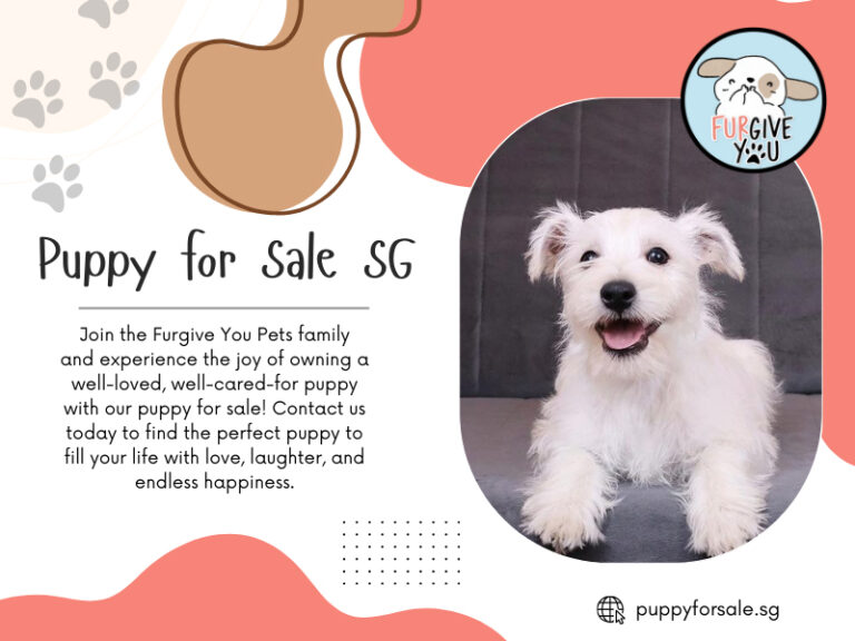 Puppy for Sale SG 768x576