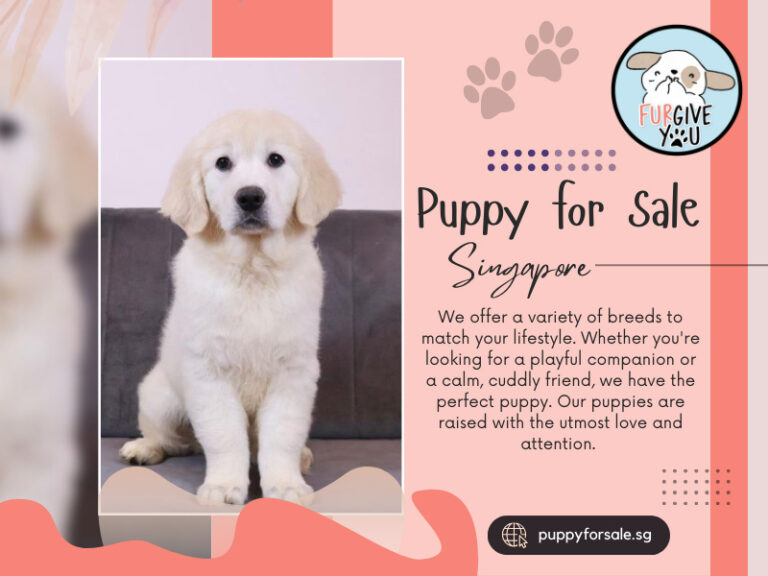 Puppy for Sale Singapore 768x576